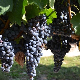 Lämpötilojen muutokset vaikuttavat viiniviljelyyn erityisesti Välimeren maissa.