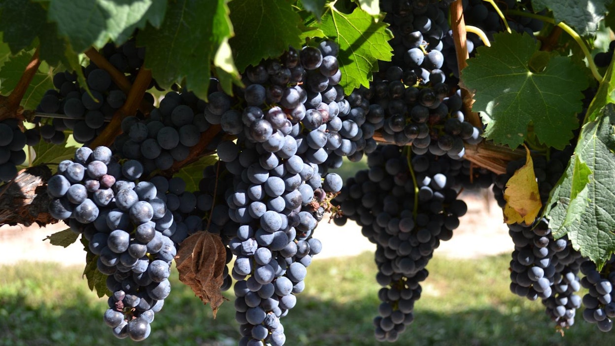 Lämpötilojen muutokset vaikuttavat viiniviljelyyn erityisesti Välimeren maissa.