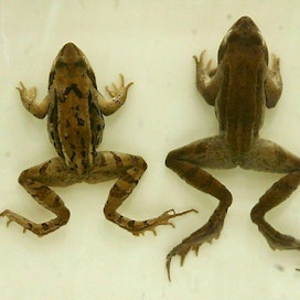 Purkissa sammakko ja oikeanpuolisessa kaksi viitasammakkoa Luonnontieteellisen keskusmuseon kokoelmista.