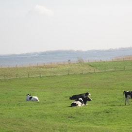 Hollannissa maidontuotanto on vähentynyt elokuussa.