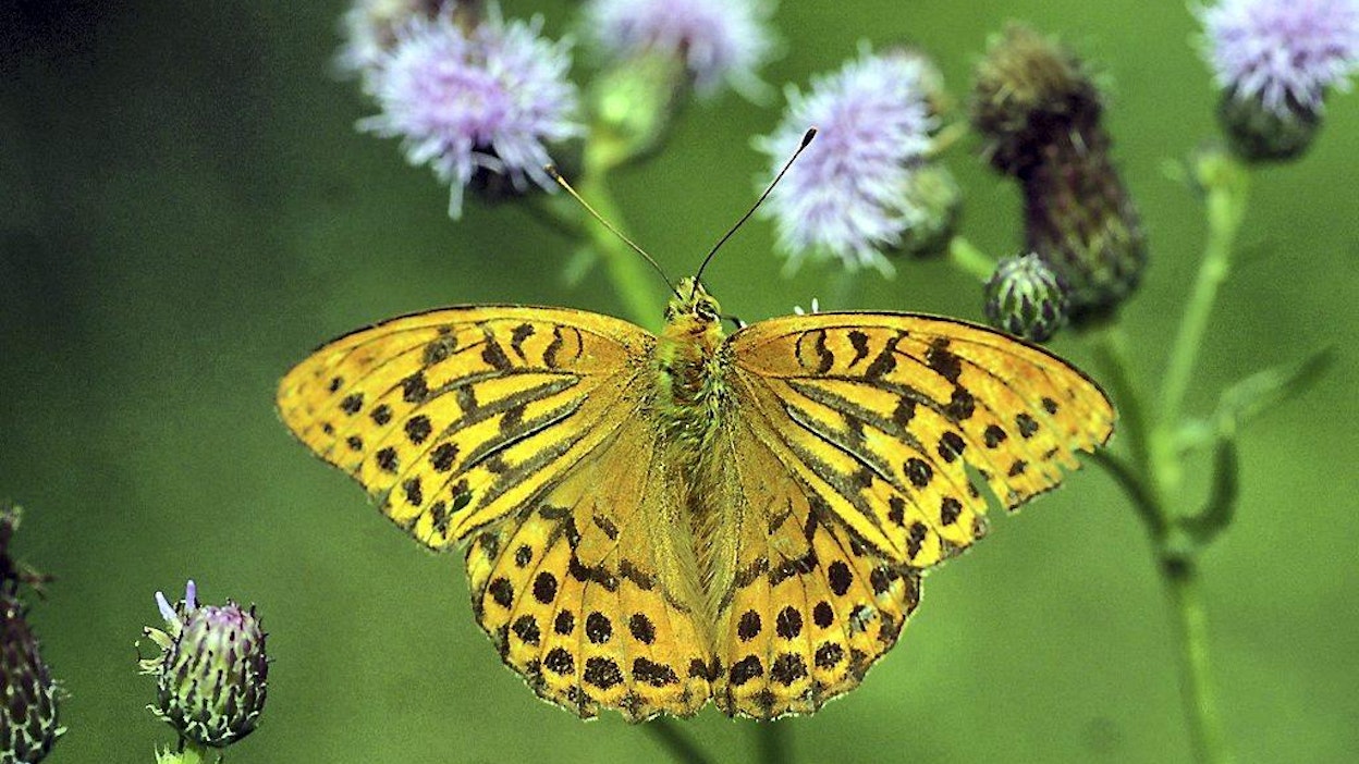 Keisarinviitta perhonen pelto-ohdakkeen kukalla