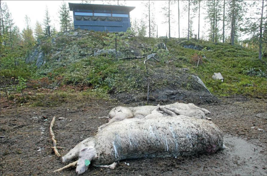 Tuomas Huotari ihmettelee, onko luontokuvaajilla oikeus muuttaa suurpetojen elämäntapoja muutaman kuvauskojun tähden. Markku Vuorikari