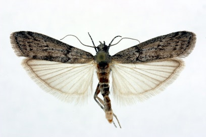 Päivällä viljatuotteita turmelevat jauhokoisat istuvat seinässä tai katossa, hämärissä ne lähtevät lentämään.