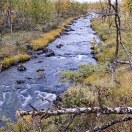 Syysrauhoitusaika lohikalojen osalta joessa ja purossa alkaa 1. syyskuuta.