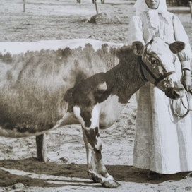 Itäsuomenkarjan Heluna Itä-Suomen Maatiaisnäyttelyssä Kouvolassa vuonna 1910. 3.palkinnon saaneen Helunan vuosituotos oli 2786 kiloa maitoa. 