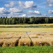 Loppuvuotta kohti maataloustukien maksatusaikataulut ovat alkaneet jälleen puhuttaa.