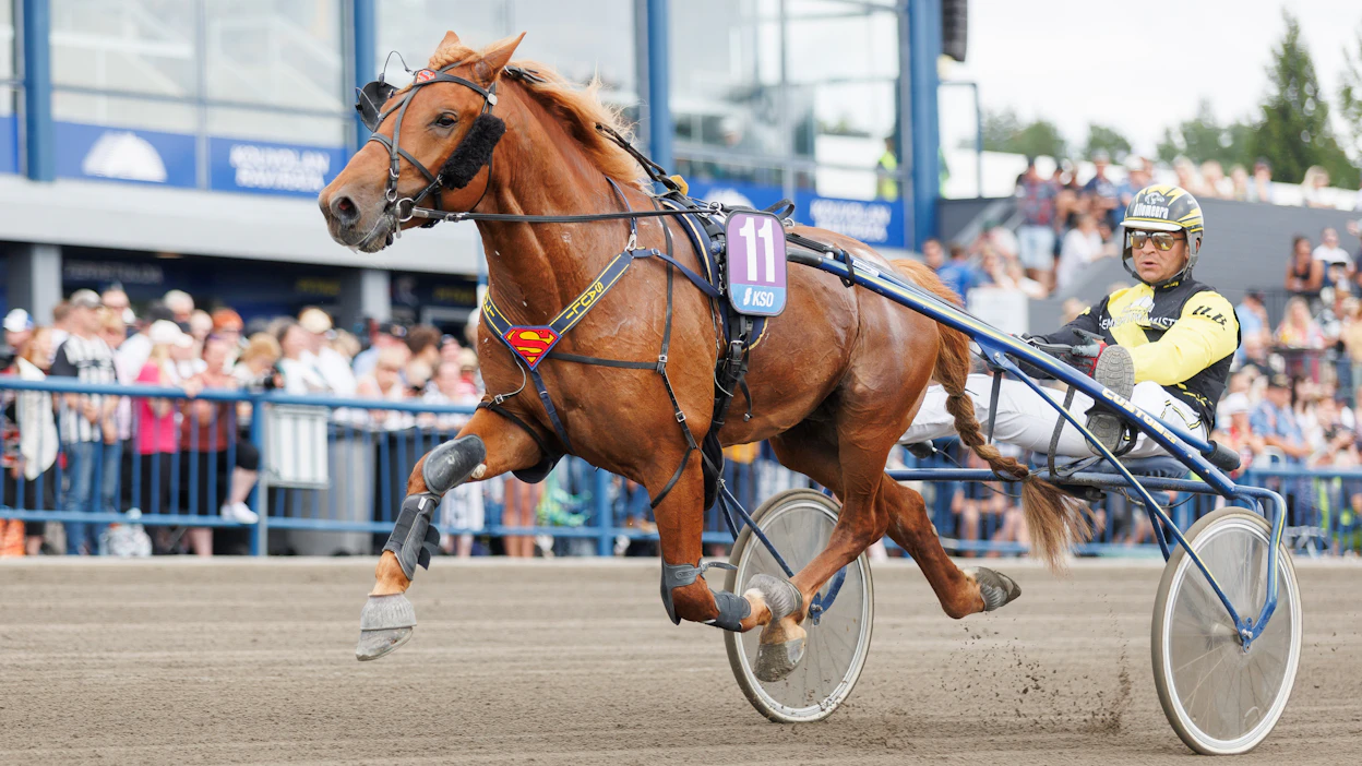 Henri Bollströmin ohjastama Rekilammen Sauli on gallupin suosikki Derbyn voittajaksi.