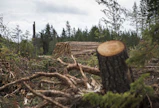 Paula-myrsky kaatoi viime kesänä runsaasti metsää erityisesti Taivalkoskella.