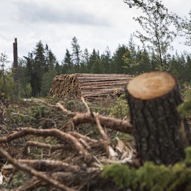 Paula-myrsky kaatoi viime kesänä runsaasti metsää erityisesti Taivalkoskella.