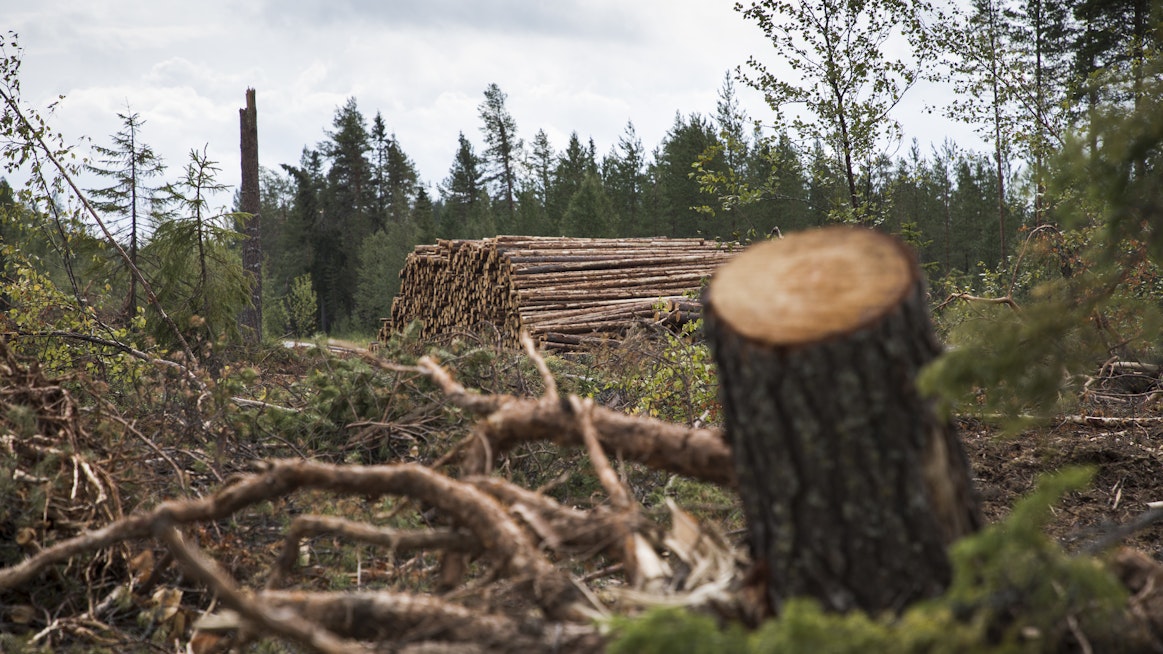 Paula-myrsky kaatoi viime kesänä runsaasti metsää erityisesti Taivalkoskella.