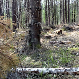 Suurin hiilimäärä löytyi puiden rungoista, mutta lähes yhtä paljon sitä oli kivennäismaassa. Myös humuskerrokseen taltioituu merkittävä määrä hiiltä.
