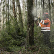Ennallistamistoimet käynnissä Vantaan kaupungin omistamassa metsässä. Kuvituskuva.