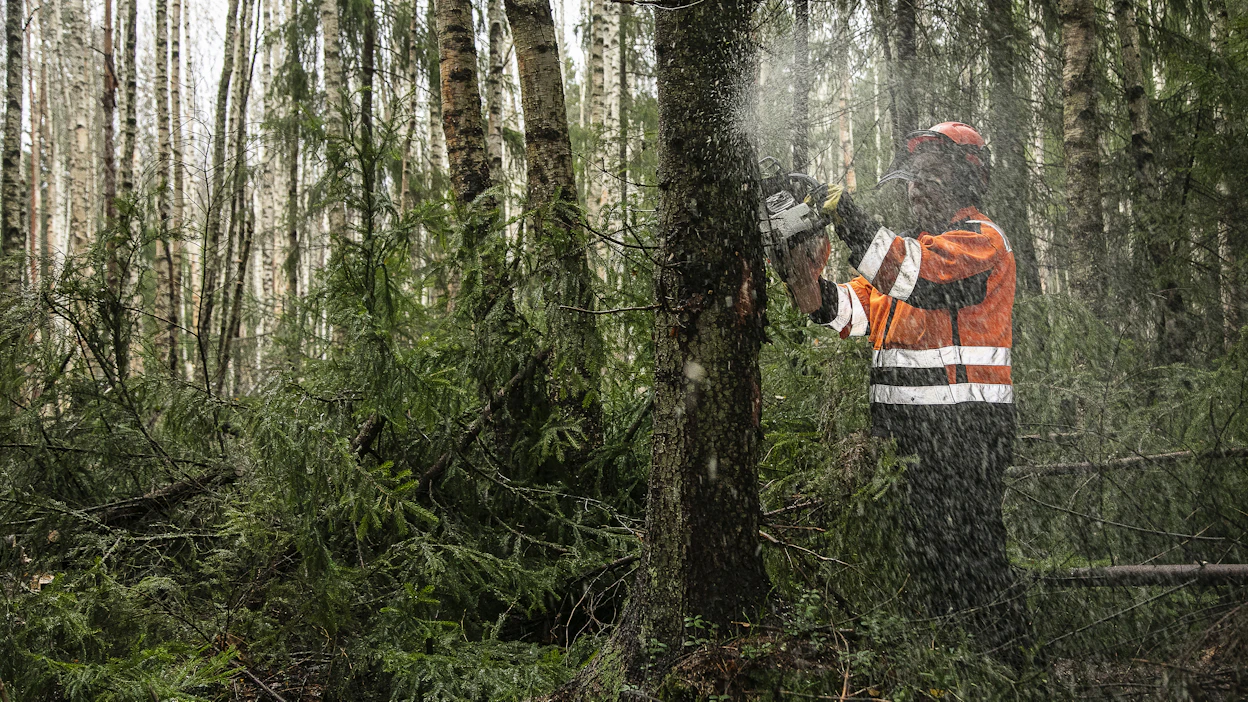 Ennallistamistoimet käynnissä Vantaan kaupungin omistamassa metsässä. Kuvituskuva.