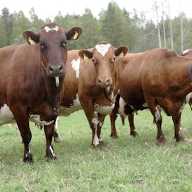 Laiduntava lehmä oli muutama vuosikymmen sitten tuttu osa maaseutumaisemaa. Nyt niitä näkee yhä harvemmin.