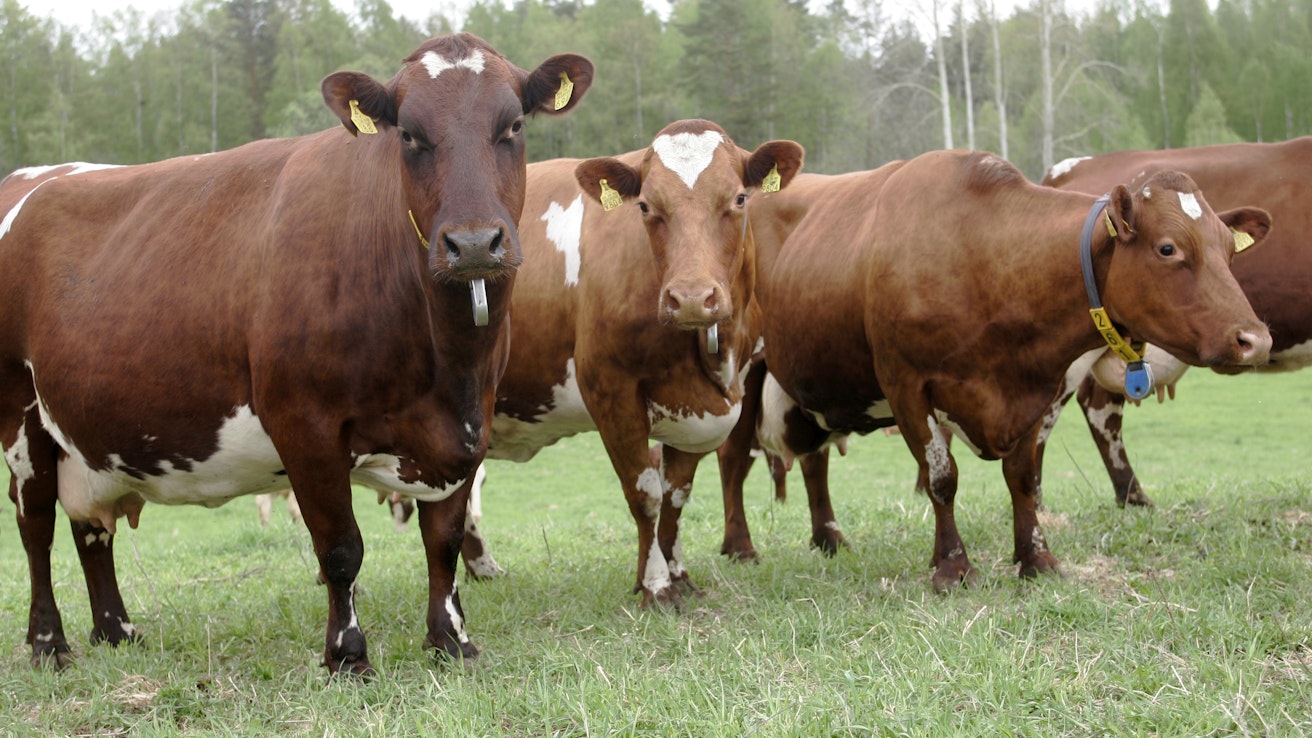 Laiduntava lehmä oli muutama vuosikymmen sitten tuttu osa maaseutumaisemaa. Nyt niitä näkee yhä harvemmin.