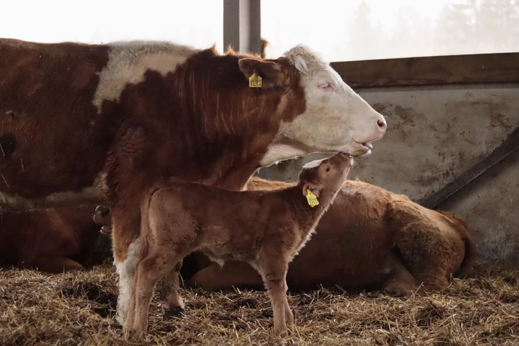 Simmental-rotuinen Supina-emo hoitaa hellästi vasikkaansa, ja käyttäytyy rauhallisesti myös tilallisten ollessa lähellä. Vasikan isä on rodultaan Blonde d’Aquitane.