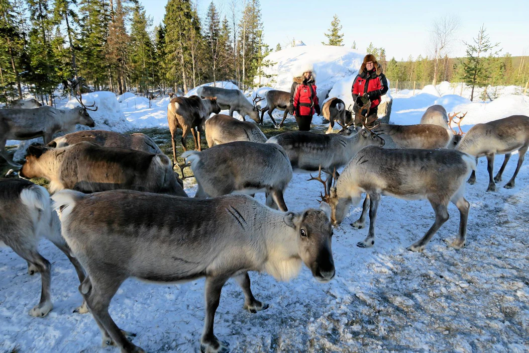 Irja ja Ari Körkön tilan porokarja on talviruokinnassa metsäpalstalle aidatulla alueella. Vaikka Ari ei ole yrityksen johtamiselta ehtinyt enää mutamaan vuoteen asiakastyöhön kuten safarille, käy hän aina aamuisin parin tunnin ajan ruokkimassa tilan kaikki porot.