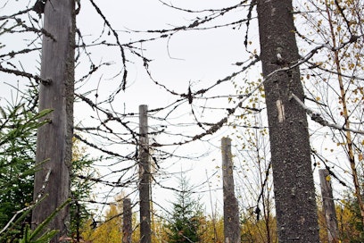 Metsään voidaan tehdä tekopökkelöitä esimerkiksi kolopesijöitä varten.
