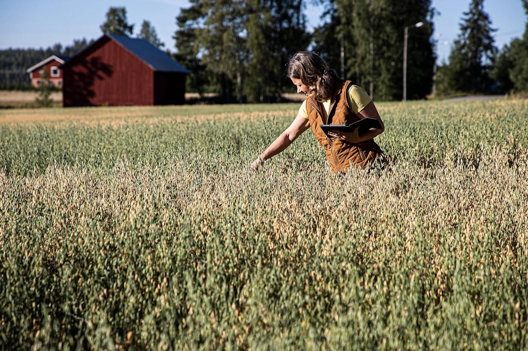 Nurmijärveläinen jälkiversonnan viherryttämä kaurapelto on tuiki tavallinen ja kertoo ilmastonmuutoksen etenemisestä, toteaa professori Pirjo Peltonen-Sainio Lukelta.