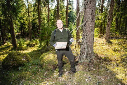 Jukka Haaranen kerää pihkaa sopimuskeruualueelta Mäntsälässä.