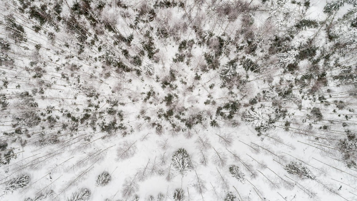 Suomen metsäala on muistuttanut, että EU:n metsästrategiassa pitää olla mainittuna myös talouskäyttö.
