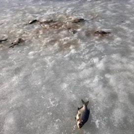 Jäälle ei pitäisi jättää talvella kaloja suotta hyödyntämättä, alan järjestö huomauttaa.