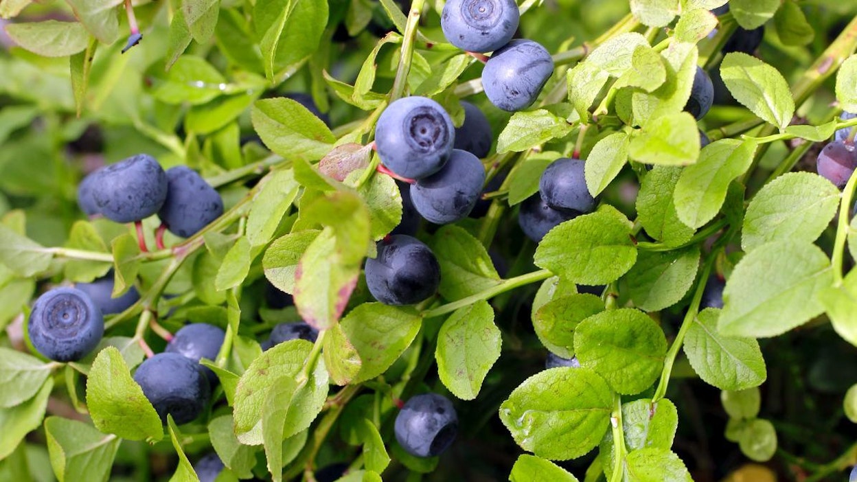 Mustikasta saatiin huippu
sato viime syksynä.