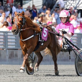 Viime toukokuussa Pomona voitti ponien Mini Elitloppetin Elina Miettusen ajamana. Tänään oli vuorossa Ruotsin mestaruuden valloitus. Kuva: Anu Leppänen