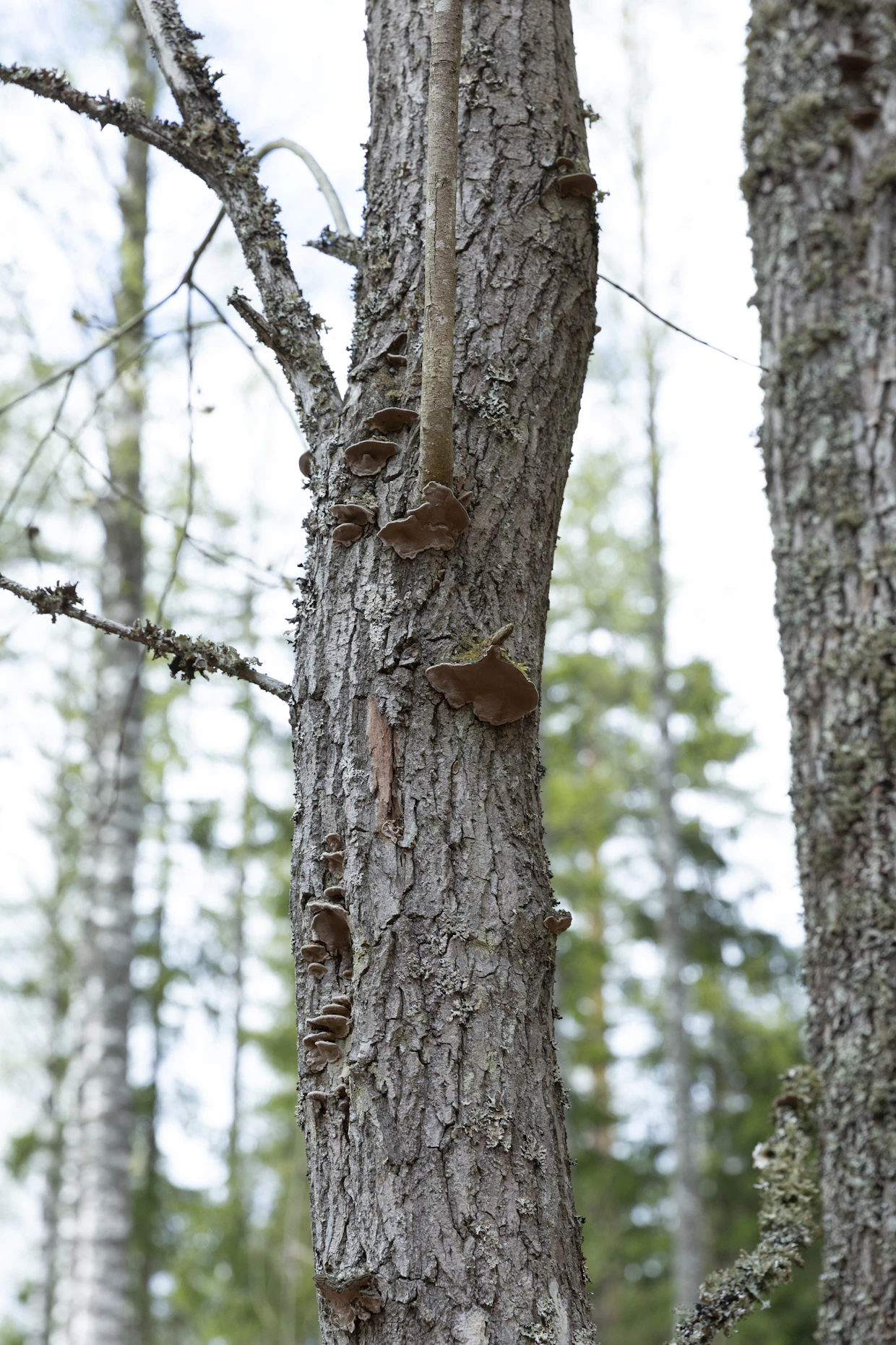 Puun lahoaminen alkaa jo sen ollessa pystyssä. Kuolleen puun tunnistaa esimerkiksi kylkeen ilmestyvistä käävistä.