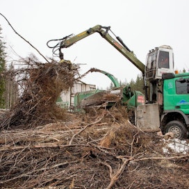 Bioenergian korjuu on ympäristöjärjestöjen mukaan metsien monimuotoisuuden heikentymien syynä.