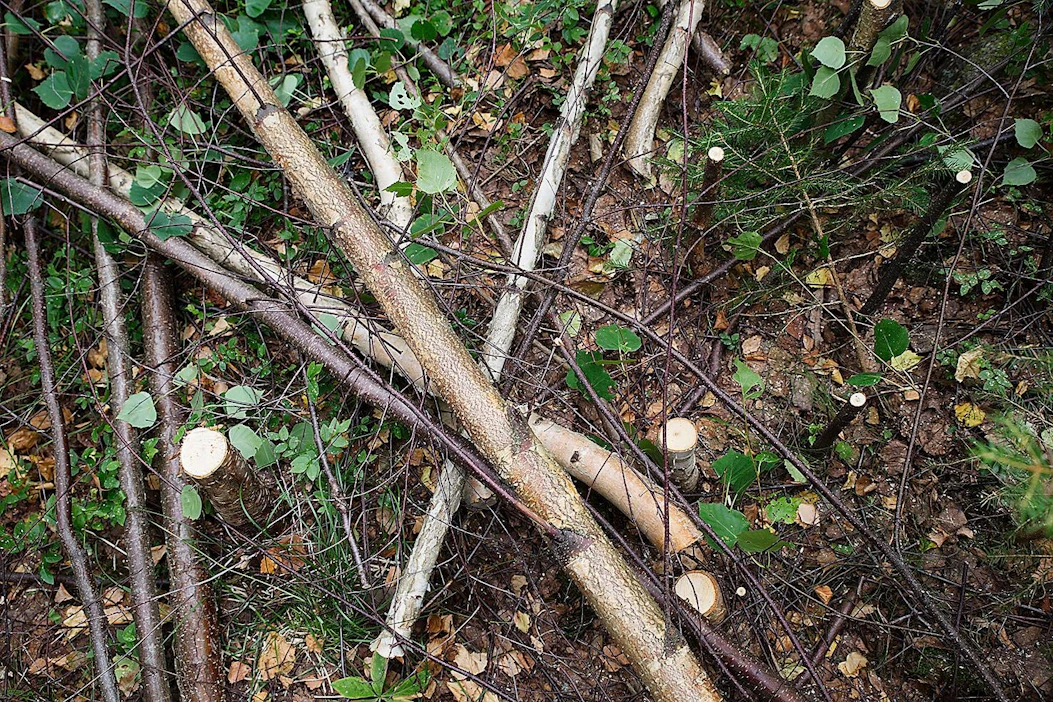 Taimikontarkastuksissa yleisin puute oli se, että taimikko oli jäänyt liian tiheäksi metsänhoitotyön jälkeen.