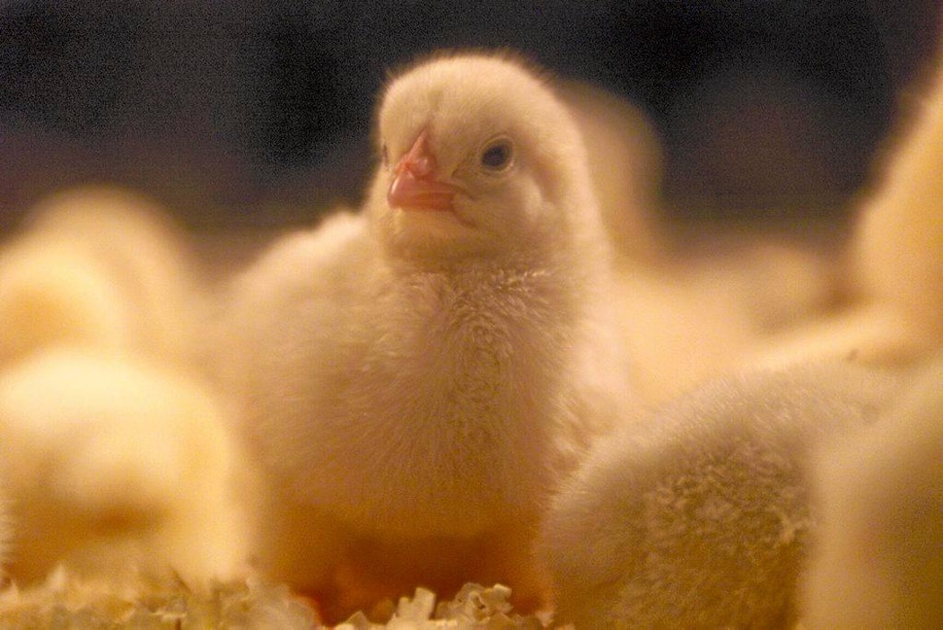 Elma 99; broilerinpoikanen; kananpoika, tipu