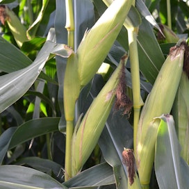 Geenimuunneltu maissilajike MON 810 puolustautuu tuhohyönteisiä vastaan bakteerista siirretyn geenin avulla. Kuvassa on maissiviljelyksiä Kanadassa. Kanada on yksi monista maista, joka on sallinut lajikkeen viljelyn.