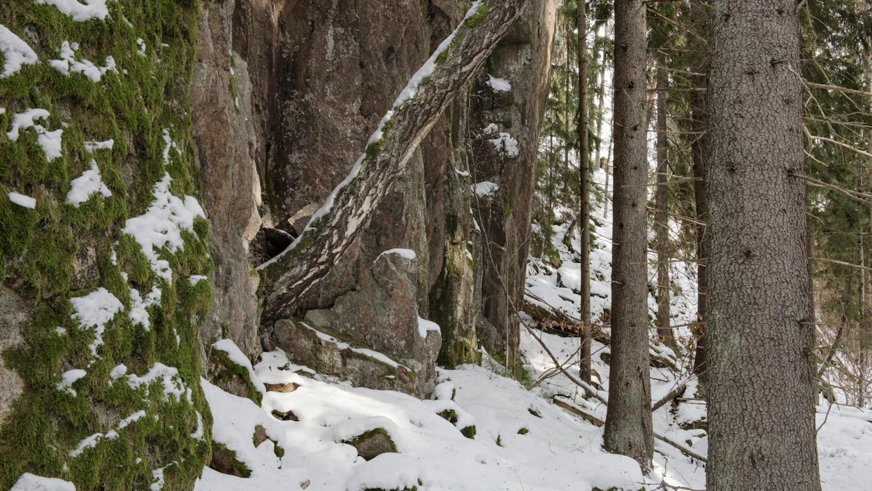 Suomalaiselle metsänhoidolle on annettava arvoa, Susanna Koski korostaa.
