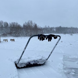Leikon tallin hevosilla on kompakteja, lähes tasakattoisia pihattoja. Niiden katoilla tallinpitäjä Timo Kaarakainen on kuluneena talvena viettänyt tunnin jos toisenkin lumenpudotustöissä.