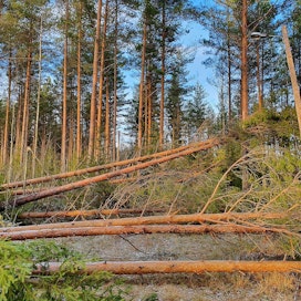 Liisa-myrsky kaatoi lähinnä yksittäisiä puita ja puuryhmiä. Tältä näytti Rantasalmella Etelä-Savossa Asikkalan kylän kuntopolulla tänään myrskyn jälkeisenä perjantaina.