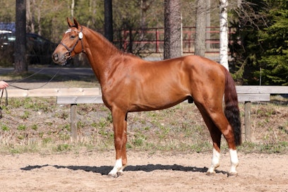 Baloutelli oripäivillä kuvattuna.