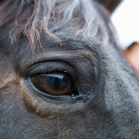 Elintarviketurvallisuusvirasto Evira tutkii hevosen, jotta sen kuolinsyy saataisiin selville. Kuvituskuva.
