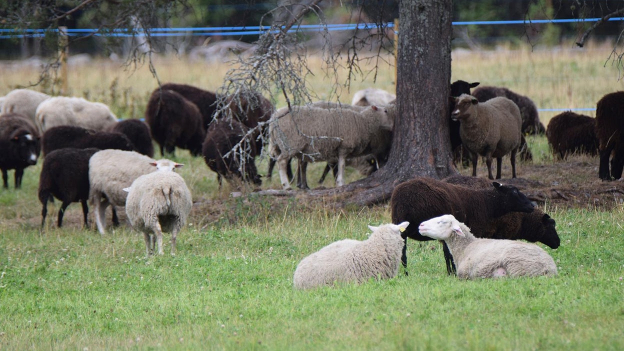 Pääasiallisesti petoaitaa myönnetään lammastiloille. Kriteerinä on, että suojattavien eläinten arvon tulee ylittää aidan hankintakustannukset.