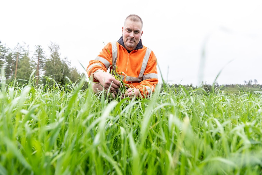 Maanviljelijä Jussi Reinin 67 peltohehtaarista 14 on raiheinällä.