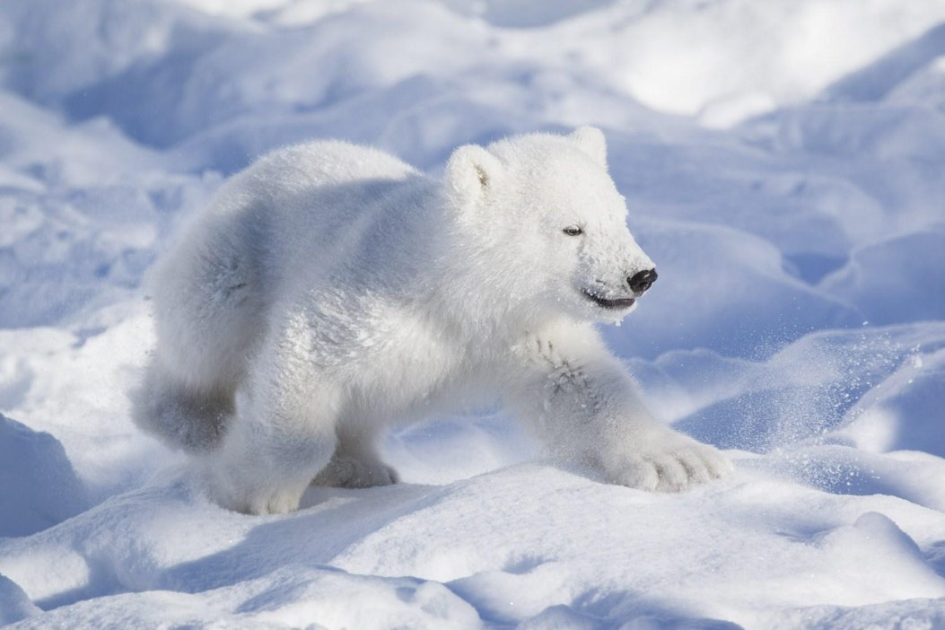 Kuvassa Ranzo, joka syntyi Ranuan eläinpuistossa 2011.