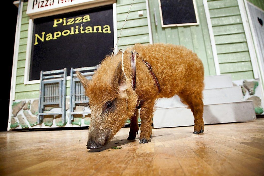 Mikko-sika Jaakko Teppo goes to Mallorca -näytelmässä