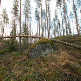 Eino-myrskyn tuhot ovat hajanaisia. Suomen metsäkeskuksen ja maa- ja metsätalousministeriön arvion mukaan tuhot jäävät alle kahteen miljoonaan kuutioon. Sami Karppinen