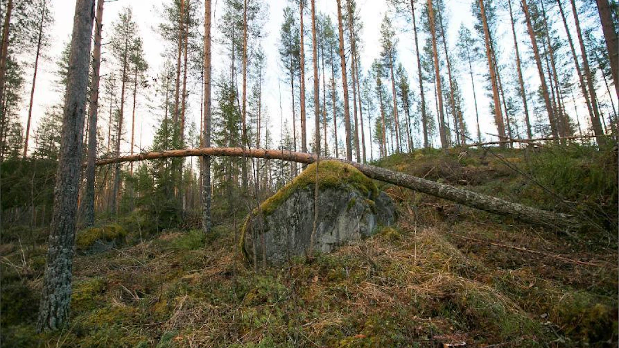 Eino-myrskyn tuhot ovat hajanaisia. Suomen metsäkeskuksen ja maa- ja metsätalousministeriön arvion mukaan tuhot jäävät alle kahteen miljoonaan kuutioon. Sami Karppinen