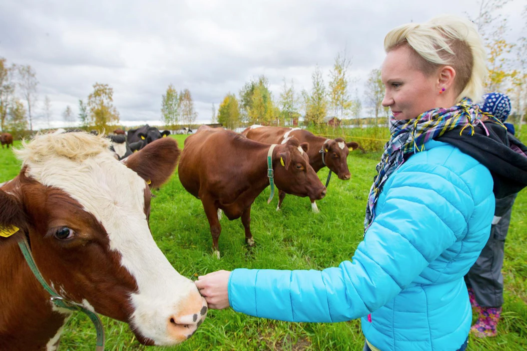 Laidunnuksessa idea on, että karja menee aina parhaalle nurmelle syömään. Soile Tiainen juttelee tutuille lehmille rantalaitumella.