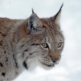 Ähtärin eläinpuisto Ilves Lynx lynx