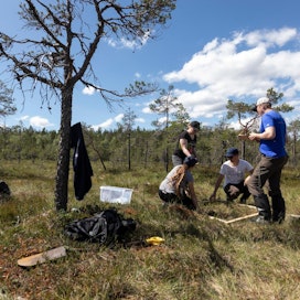 Veera Kuronen, Tiina Mäkipää, Aleksi Kenttinen ja Tuomas Härmä määrittävät puisen kehikon avulla keidasrämeen kasvillisuussuhteita.