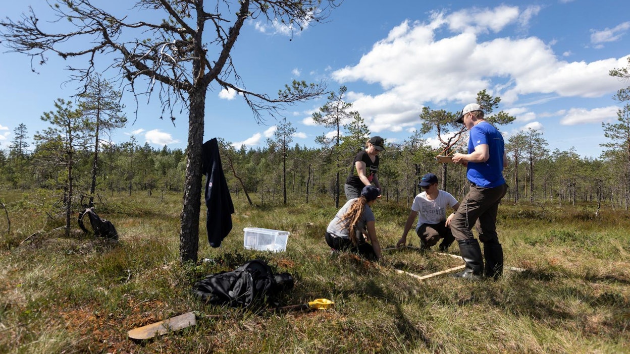 Veera Kuronen, Tiina Mäkipää, Aleksi Kenttinen ja Tuomas Härmä määrittävät puisen kehikon avulla keidasrämeen kasvillisuussuhteita.