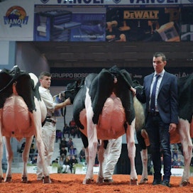 Dokumentissa käydään kansainvälisessä karjanäyttelyssä, jossa palkintolehmien kiiltäviksi rasvatut utareet pullottavat.