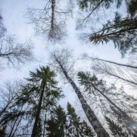 Metsät nivoutuvat vahvasti EU:n ilmasto- ja energiapolitiikkaan, vaikka itse metsäpolitiikka onkin jäsenmaiden omassa päätäntävallassa.